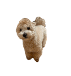 gran is dog（個別スタンプ：23）
