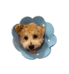 gran is dog（個別スタンプ：24）
