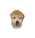 gran is dog（個別スタンプ：30）