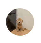 gran is dog（個別スタンプ：31）