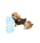gran is dog（個別スタンプ：33）