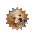 gran is dog（個別スタンプ：34）