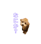 gran is dog（個別スタンプ：35）