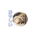 gran is dog（個別スタンプ：37）