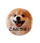 ポメコタよく使う日常あいさつスタンプ（個別スタンプ：3）
