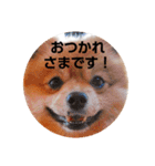 ポメコタよく使う日常あいさつスタンプ（個別スタンプ：4）
