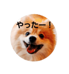 ポメコタよく使う日常あいさつスタンプ（個別スタンプ：8）