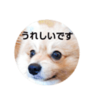 ポメコタよく使う日常あいさつスタンプ（個別スタンプ：9）
