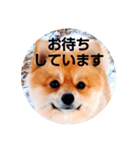 ポメコタよく使う日常あいさつスタンプ（個別スタンプ：10）