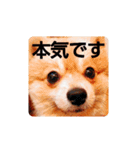 ポメコタよく使う日常あいさつスタンプ（個別スタンプ：11）