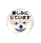 ポメコタよく使う日常あいさつスタンプ（個別スタンプ：12）