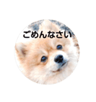 ポメコタよく使う日常あいさつスタンプ（個別スタンプ：14）