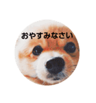ポメコタよく使う日常あいさつスタンプ（個別スタンプ：15）