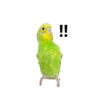 かぼチ（個別スタンプ：6）
