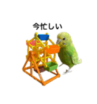 かぼチ（個別スタンプ：25）