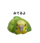 かぼチ（個別スタンプ：29）