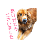 ゴールデン・レトリバー ブランの日常 2（個別スタンプ：1）