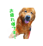 ゴールデン・レトリバー ブランの日常 2（個別スタンプ：2）