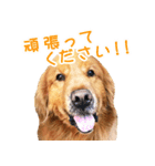 ゴールデン・レトリバー ブランの日常 2（個別スタンプ：3）