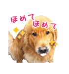 ゴールデン・レトリバー ブランの日常 2（個別スタンプ：4）