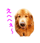 ゴールデン・レトリバー ブランの日常 2（個別スタンプ：6）