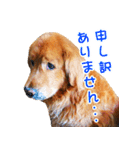 ゴールデン・レトリバー ブランの日常 2（個別スタンプ：7）