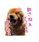ゴールデン・レトリバー ブランの日常 2（個別スタンプ：8）