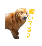 ゴールデン・レトリバー ブランの日常 2（個別スタンプ：10）