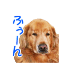 ゴールデン・レトリバー ブランの日常 2（個別スタンプ：11）