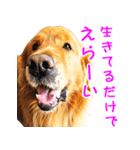 ゴールデン・レトリバー ブランの日常 2（個別スタンプ：14）