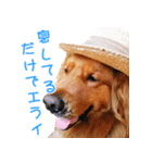 ゴールデン・レトリバー ブランの日常 2（個別スタンプ：15）