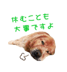 ゴールデン・レトリバー ブランの日常 2（個別スタンプ：16）