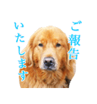 ゴールデン・レトリバー ブランの日常 2（個別スタンプ：19）