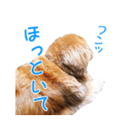 ゴールデン・レトリバー ブランの日常 2（個別スタンプ：20）