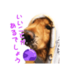 ゴールデン・レトリバー ブランの日常 2（個別スタンプ：21）