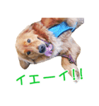 ゴールデン・レトリバー ブランの日常 2（個別スタンプ：23）