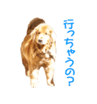 ゴールデン・レトリバー ブランの日常 2（個別スタンプ：24）
