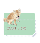 かわいい柴犬のメッセージスタンプ（個別スタンプ：5）