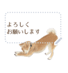 かわいい柴犬のメッセージスタンプ（個別スタンプ：11）