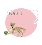 かわいい柴犬のメッセージスタンプ（個別スタンプ：14）