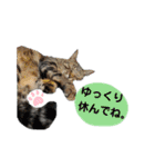 キジトラねこ♡ちーちゃん（個別スタンプ：17）