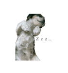 Mix犬ふうはちゃん！（個別スタンプ：3）