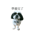 Mix犬ふうはちゃん！（個別スタンプ：4）