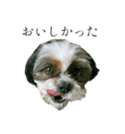 Mix犬ふうはちゃん！（個別スタンプ：6）