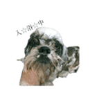 Mix犬ふうはちゃん！（個別スタンプ：7）