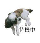 Mix犬ふうはちゃん！（個別スタンプ：9）