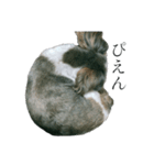 Mix犬ふうはちゃん！（個別スタンプ：10）
