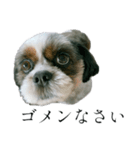 Mix犬ふうはちゃん！（個別スタンプ：12）