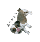 Mix犬ふうはちゃん！（個別スタンプ：13）