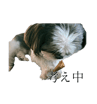 Mix犬ふうはちゃん！（個別スタンプ：14）